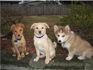 Can A Two Dogs Of Different Colors Mate Can A Two Dogs Of Different Colors Mate