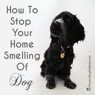 How Can I Stop My House Smelling Of Dog How Can I Stop My House Smelling Of Dog
