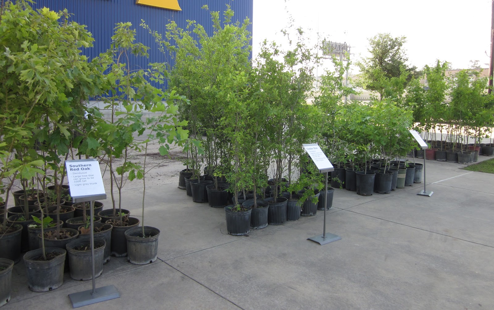 Trees For Houston Blog