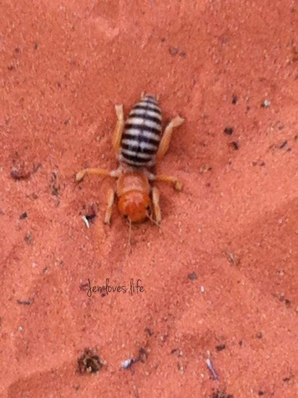 bug