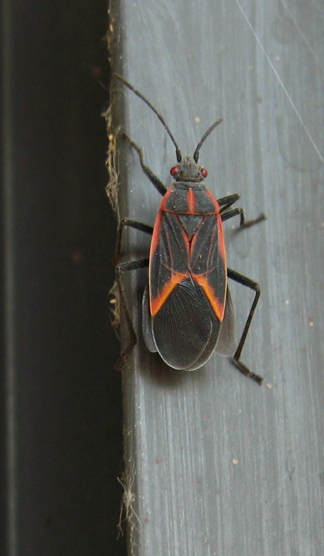 Garden Broad Minnesota Bugs