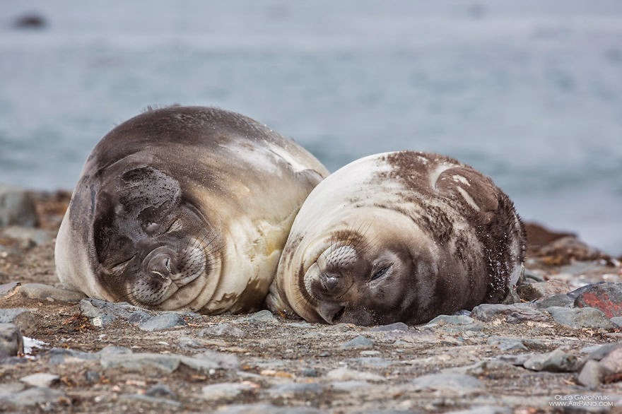 Lovely couple of seals - Cold Yet Beautiful Photos Of Antarctica Taken By AirPano Lovely couple of seals - Cold Yet Beautiful Photos Of Antarctica Taken By AirPano