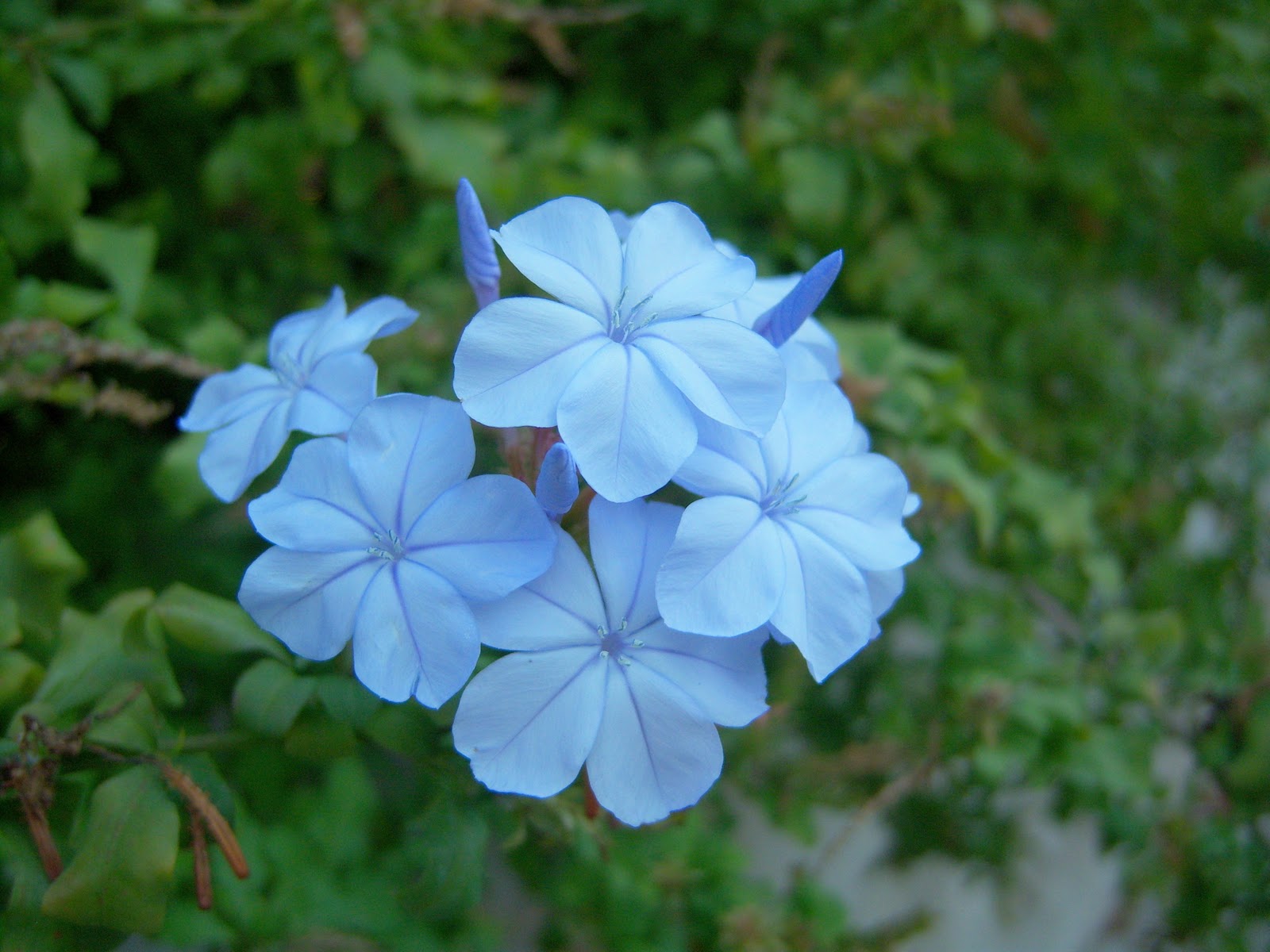 BOTÀNIC SERRAT JAZMIN AZUL