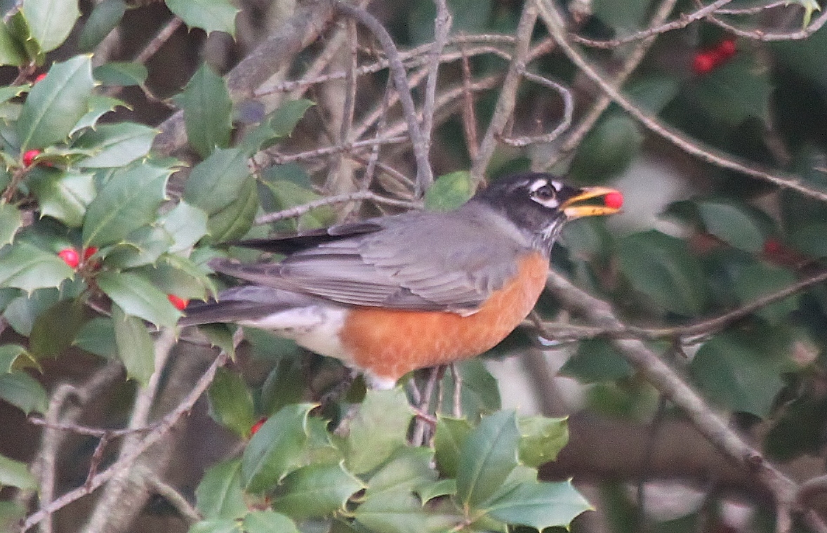 Nature On The Edge Of New York City January 2012