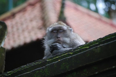 Meditating Monkeys Seen On www.coolpicturegallery.us