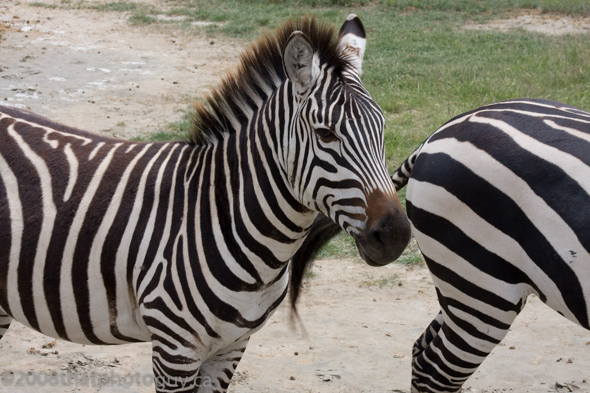 Mystery Thriller Suspense Author Colleen Cross Look for Horses, Not Zebras