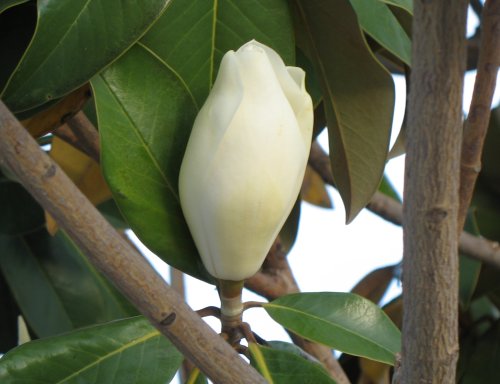tulip magnolia tree pictures. The Southern magnolia tree