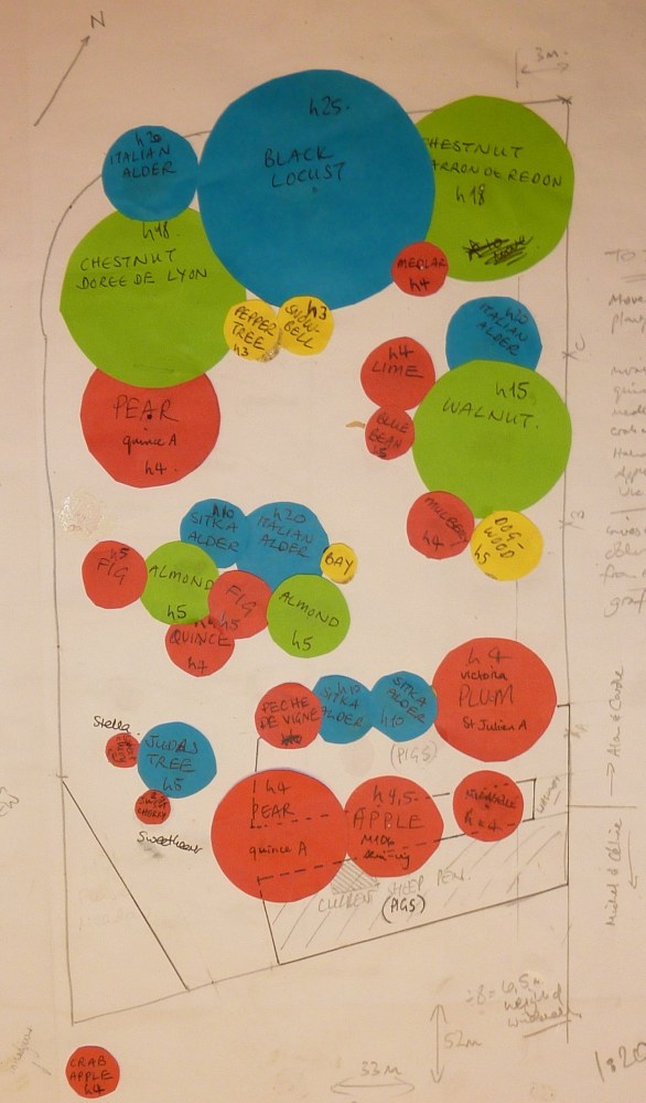 Future Plants By Randy Stewart Escallonia