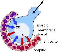 Intercambio de gases a nivel alveolar