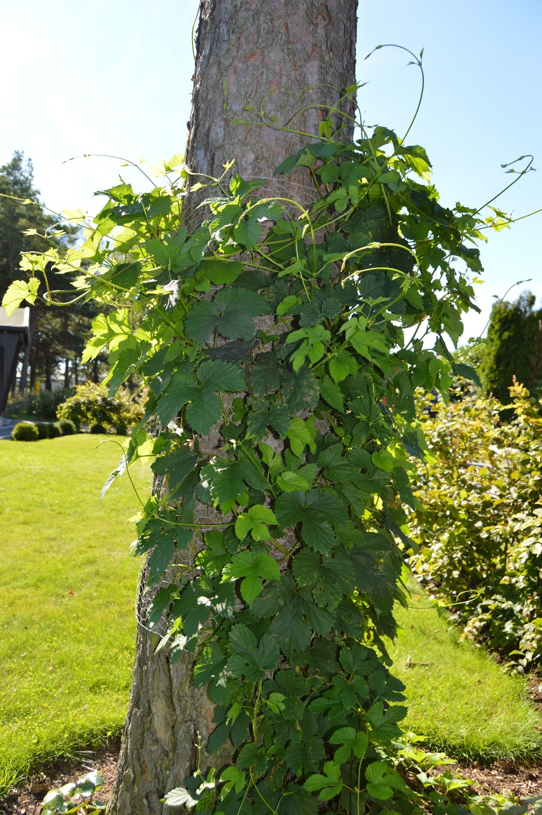 Informasjon om slyngplanten Humle - Humulus lupulus - Furulunden