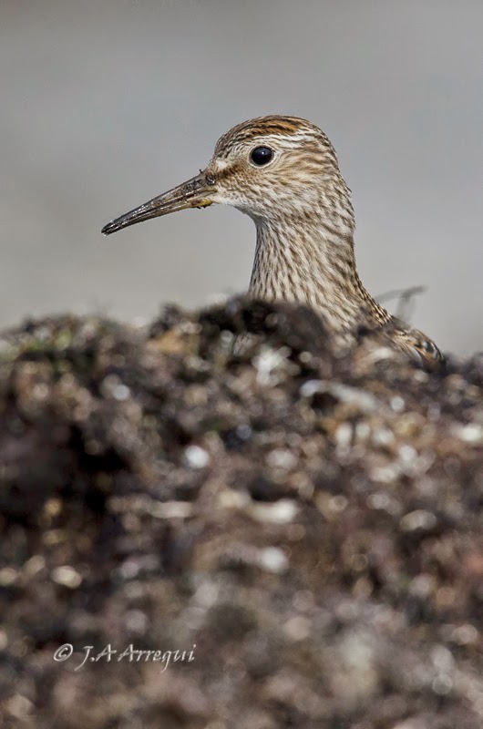 Correlimos pectoral, Calidris melanotos, Pectoral Sandpiper Correlimos pectoral, Calidris melanotos, Pectoral Sandpiper