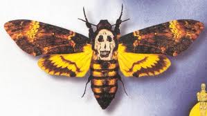 moth in silence of the lambs moth in silence of the lambs
