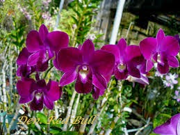 Fcu Homeschooling Journey Mari Mengenal Jenis Jenis Orkid Melalui Bentuk Bunganya