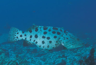 Grouper