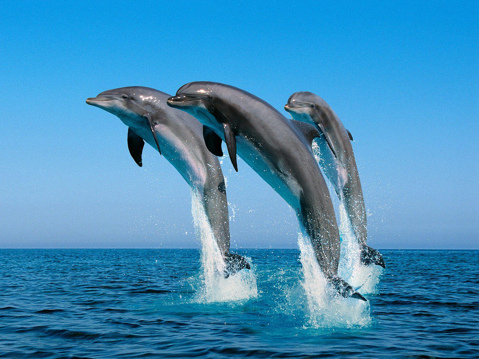 http://2.bp.blogspot.com/-DTDkEi3oncI/TclPFOwaAGI/AAAAAAAAABA/tEjNAvOaUYI/s1600/Dolphins.jpg