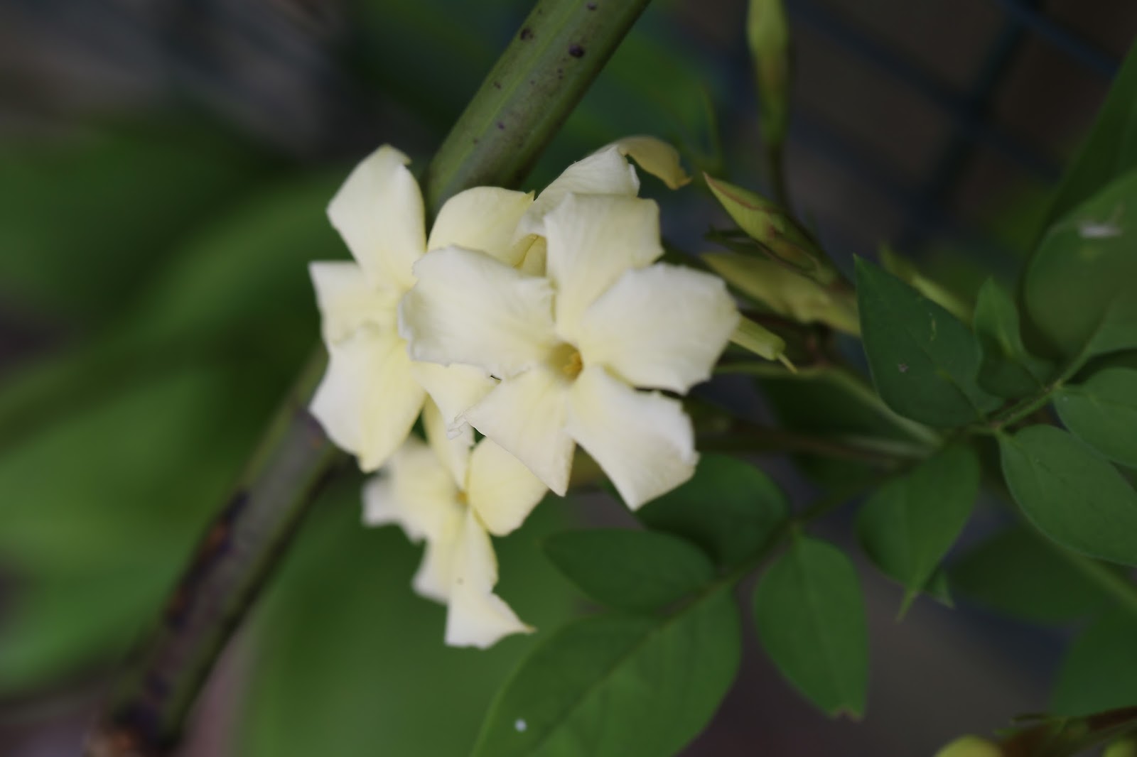 Gardener S Word Jasmine Officinale Clotted Cream Aka Devon Cream