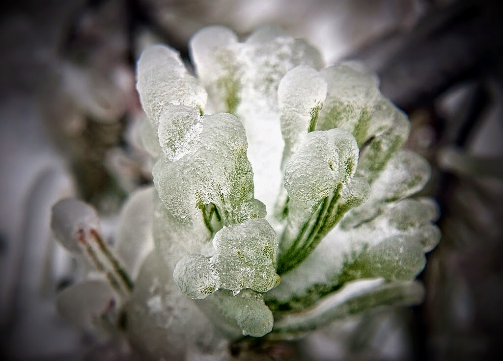Ледяной Дождь Фиалка Фото И Описание – Telegraph