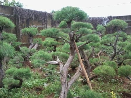 jual bonsai cemara udang ~ JUAL RUMPUT GOLF