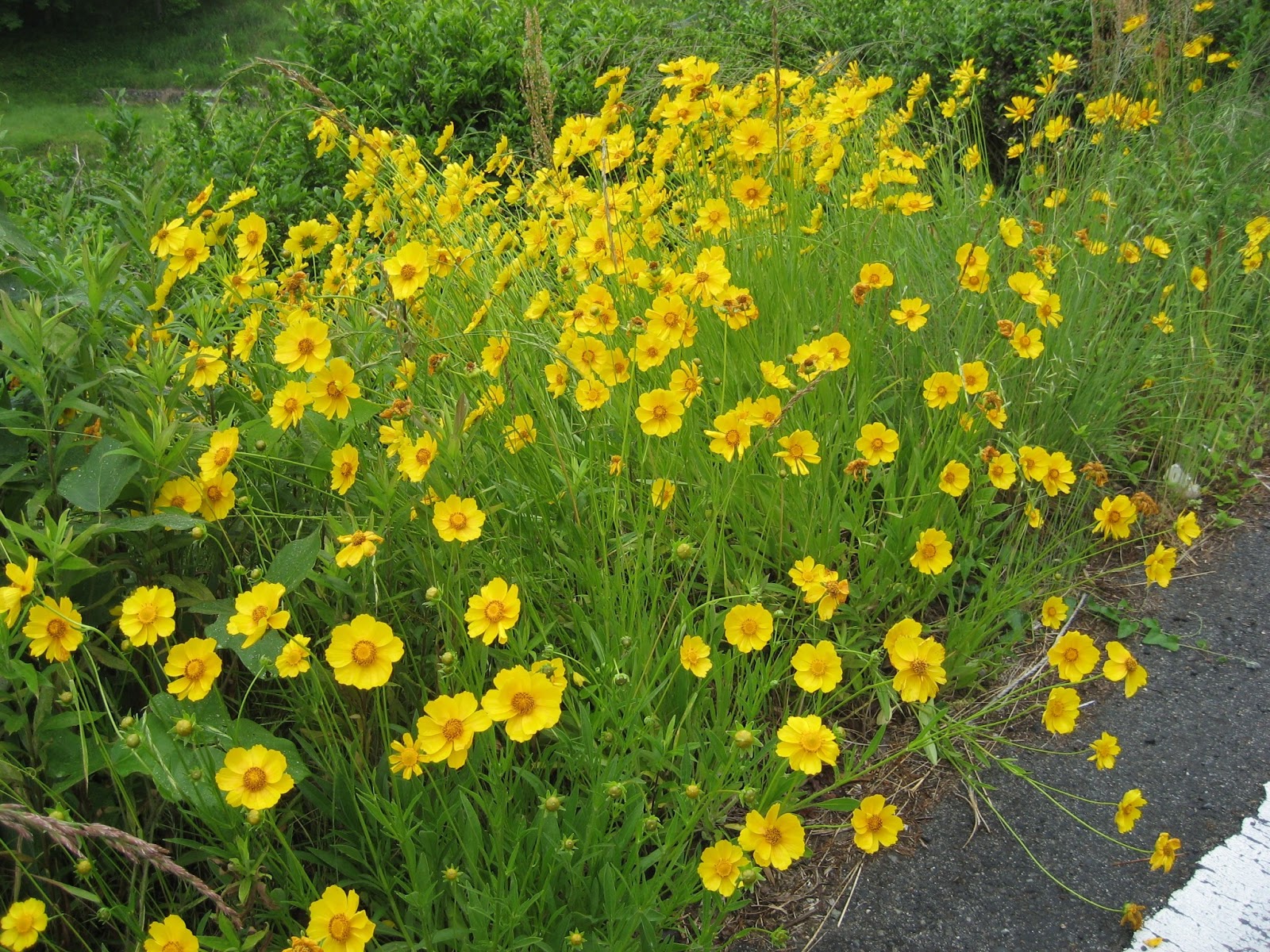 山上の展望台から 大金鶏菊のこと