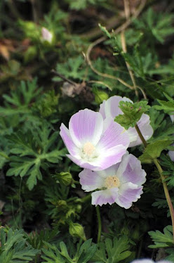 White Winecup Callirhoe involucrata var lineariloba