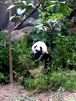 Jia Jia, River Safari, Singapore