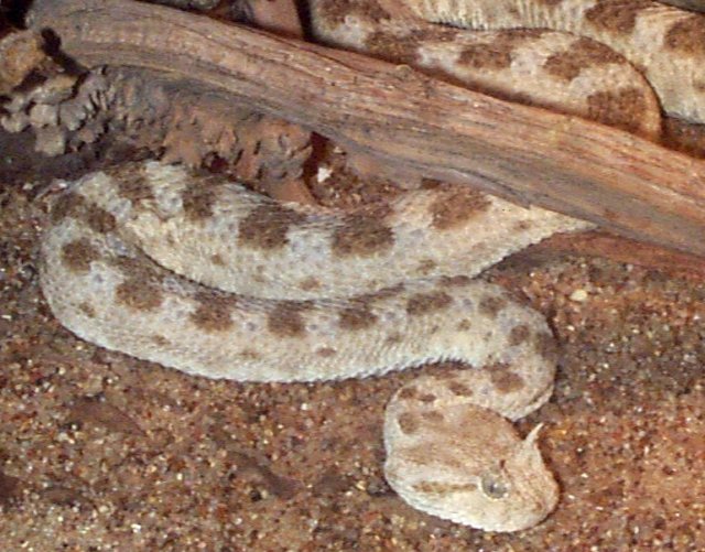 Snakes Snakes With Horns