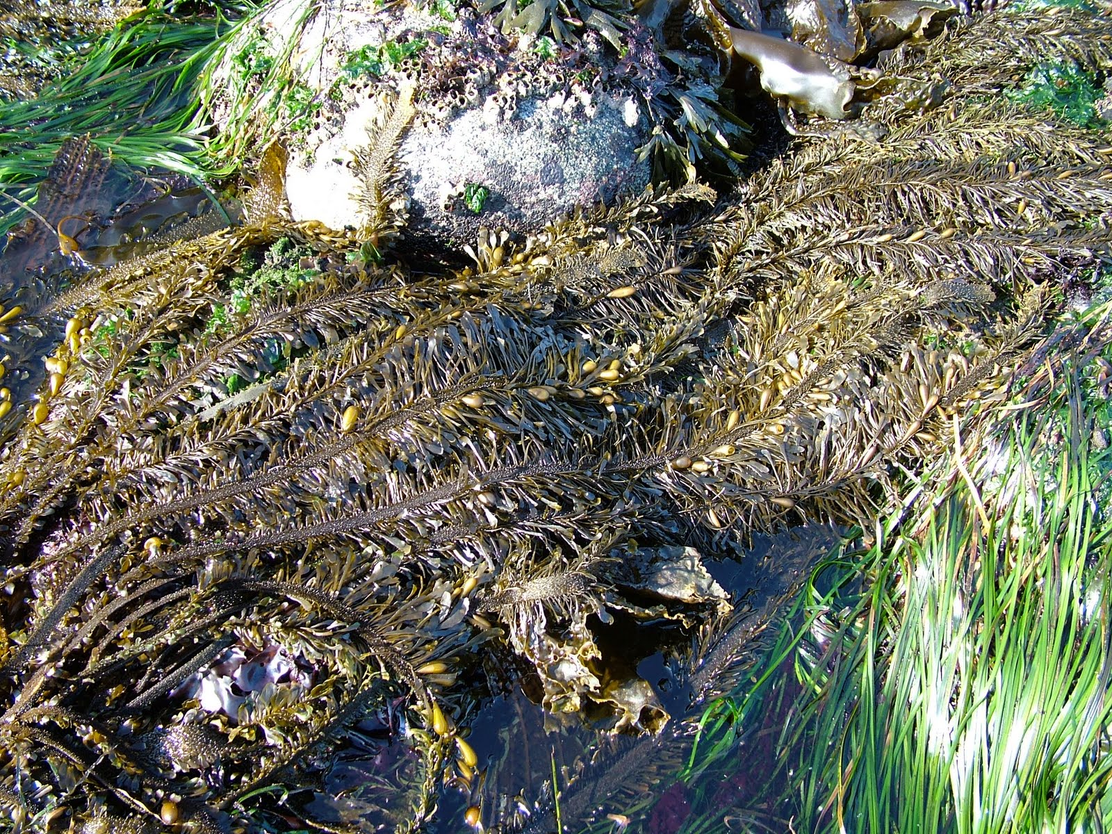 Buzz's Marine Life of Puget Sound AlgaeSeaweedSea Grass