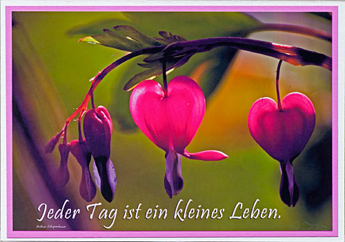 Bastelhandwerk At Fotokarten Motive Aus Unserem Garten