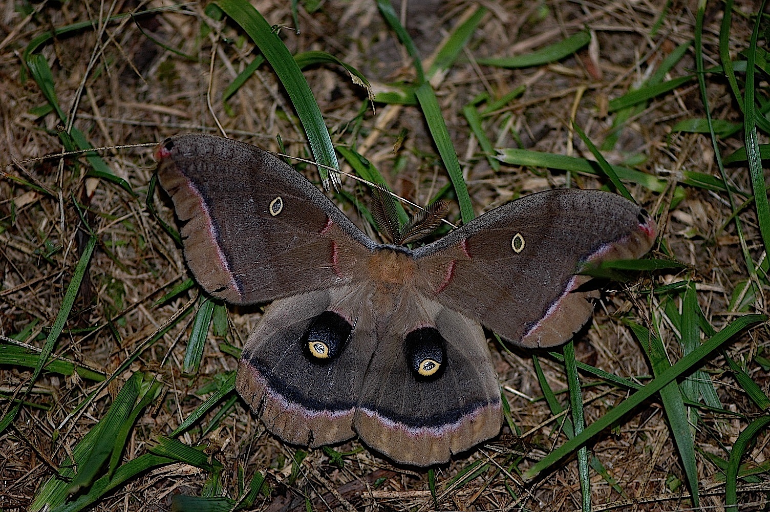 Field Biology In Southeastern Ohio Silk Moths Neuroptera And Other field-biology-in-southeastern-ohio-silk-moths-neuroptera-and-other
