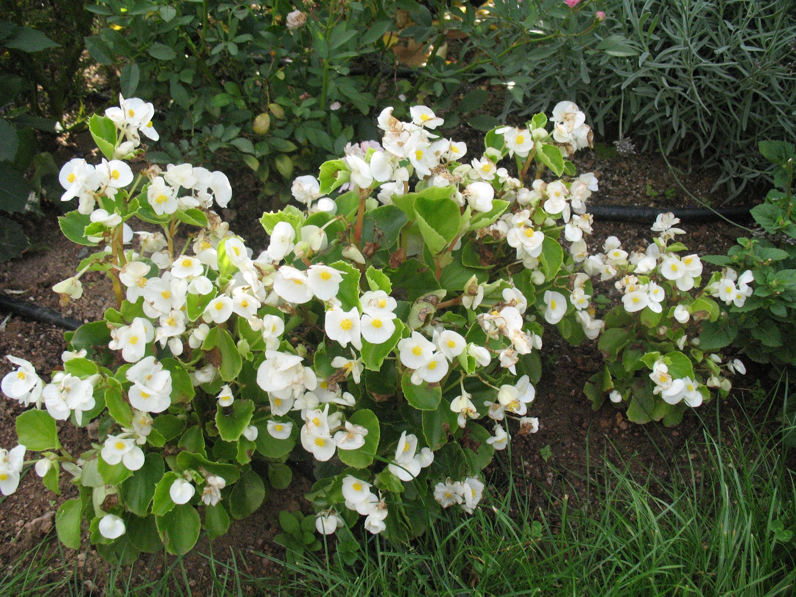 Roses du jardin Chêneland Pour un massif de fleurs blanches