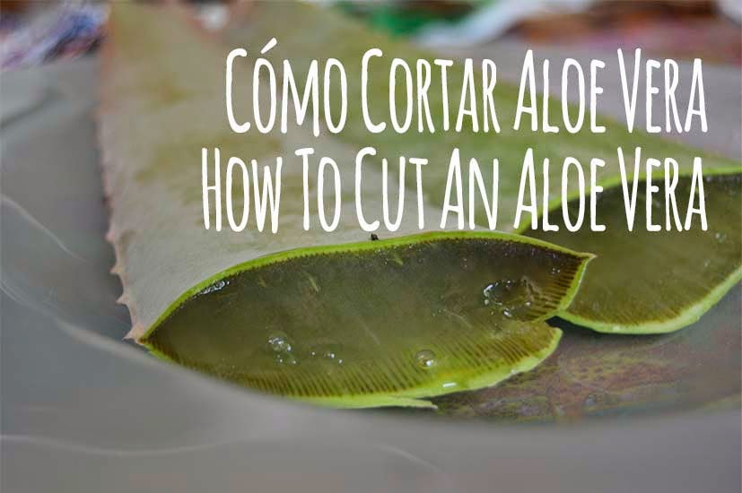 UTILIZA BIEN EL ALOE VERA, DESECHA SU ALOÍNA, TE ENSEÑAMOS CÓMO HACERLO