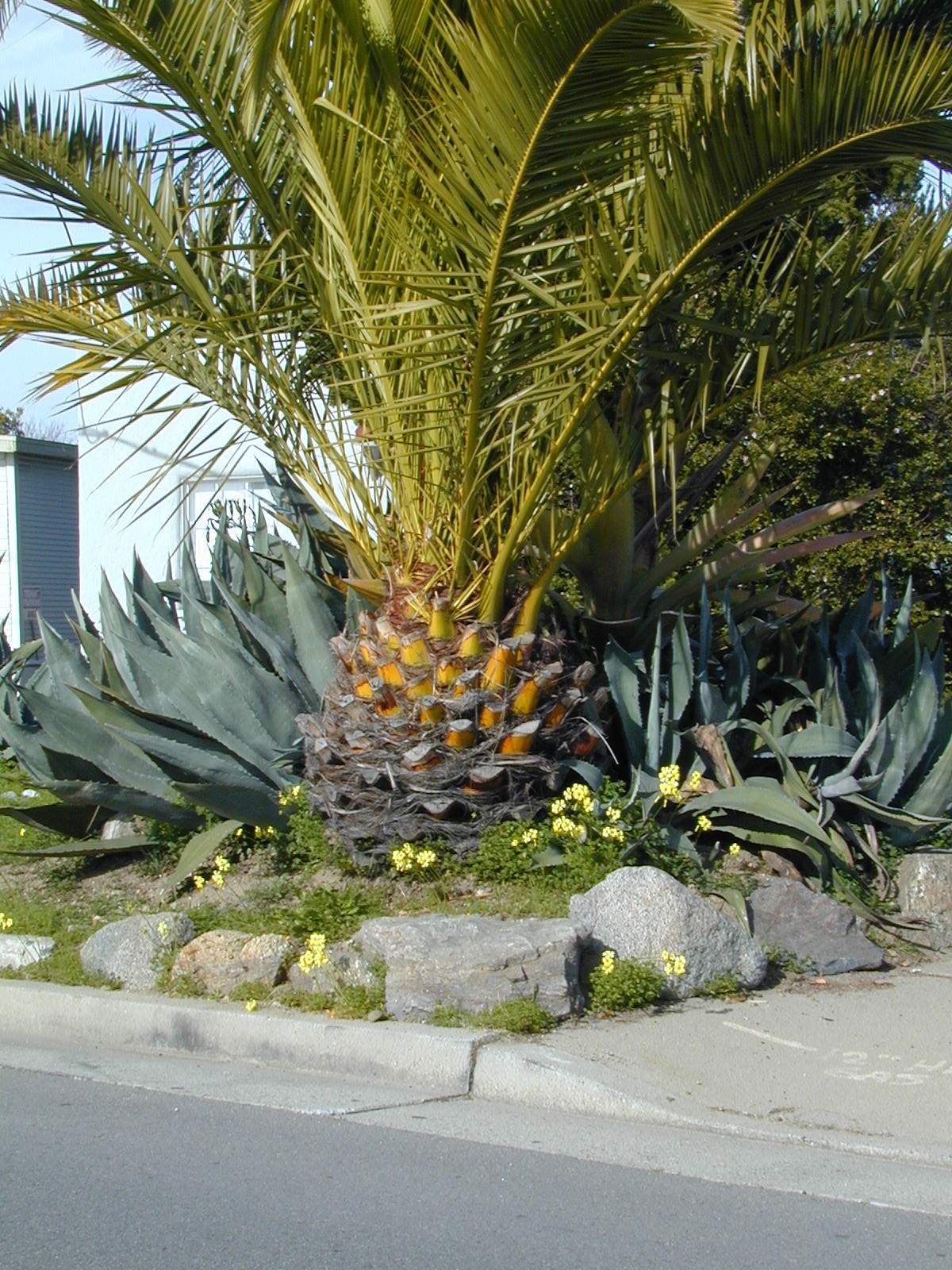 Trees of Santa Cruz County Phoenix canariensis Canary Island Palm