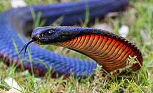 Red Bellied  Black Snake