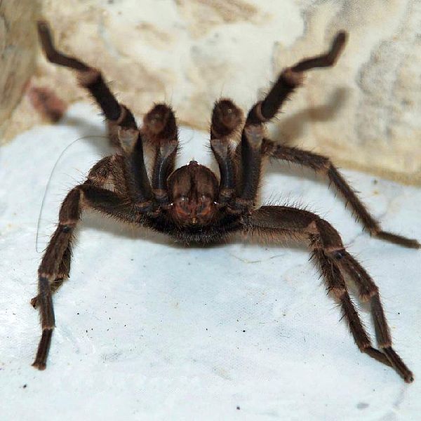 Amazing Tarantula spider Giant Tarantula Facts, Photos, Information, Habitats, News World