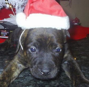 the german shepherd german shepherd pitbull mix puppies