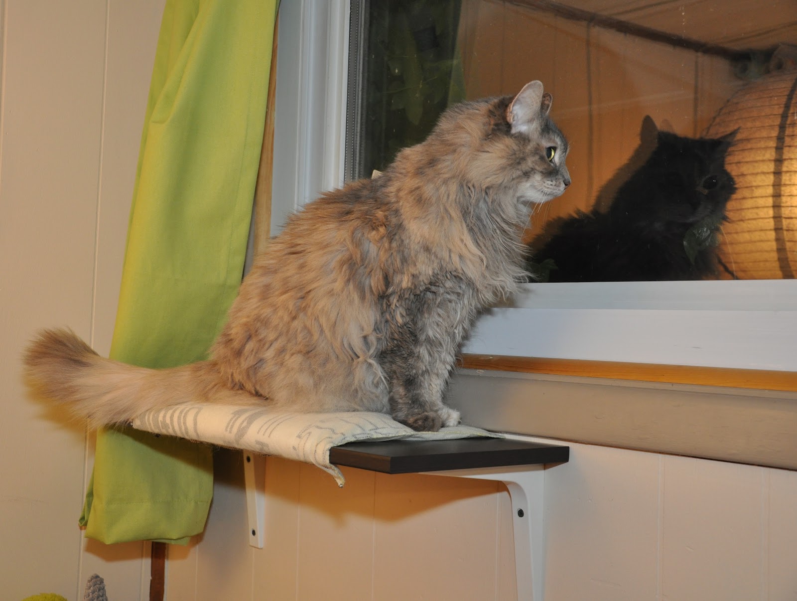 365 Days of DIY Kitty Window Perch
