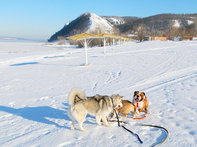 Игры собак у замерзшей реки