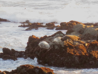 Seals off Cambria beach