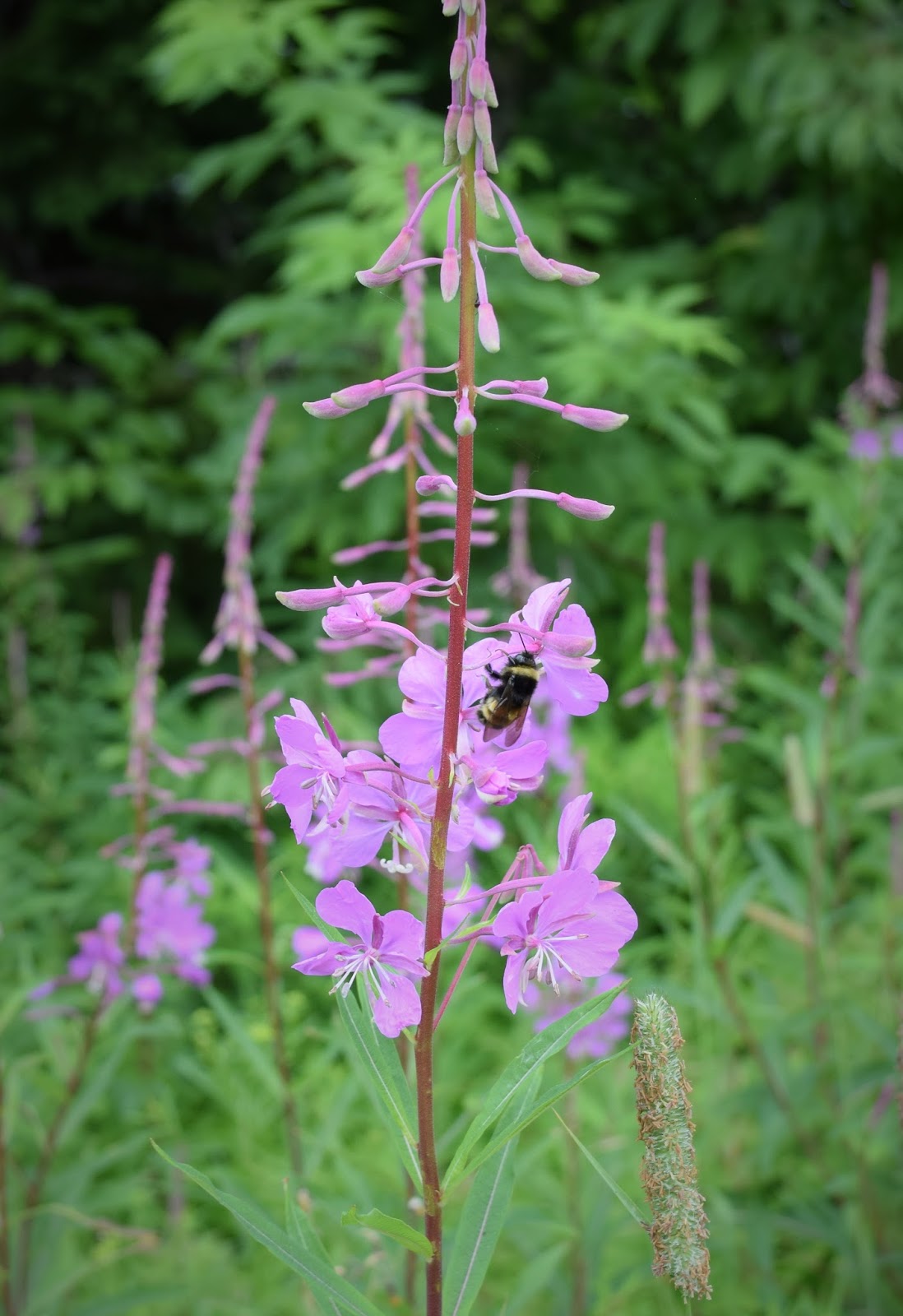 HappiLeeRVing Wildflowers of Canada