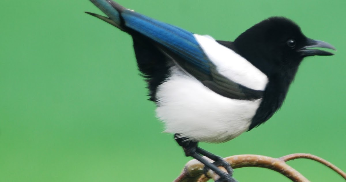 Wwa Jeziorki Birds of omen