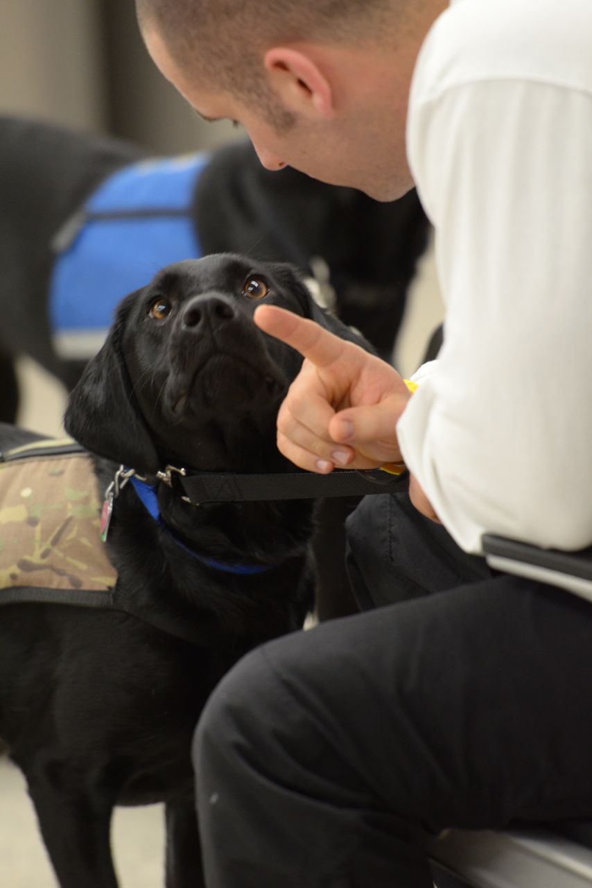 Scenes From A Service Dog Graduation Paws Effect