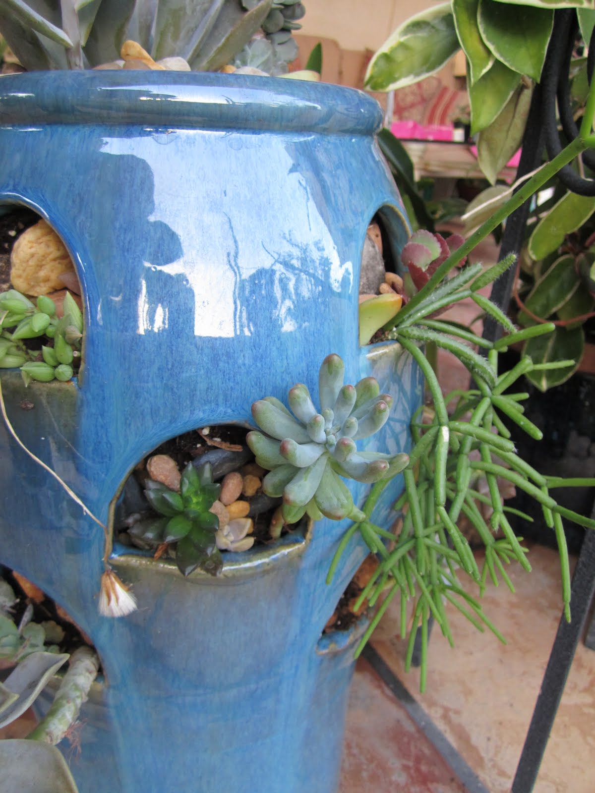 Houzz Article Archives Page 2 Of 2 Ramblings From A Desert Garden