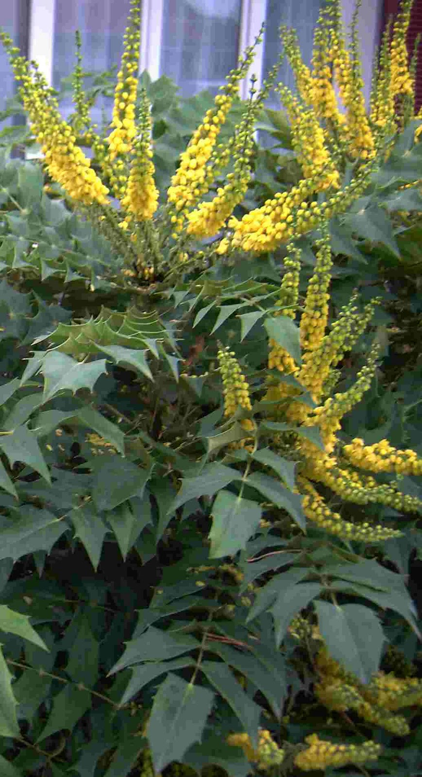Bienvenue Dans Mon Jardin A Fille Sur Sarthe Les Premieres Fleurs
