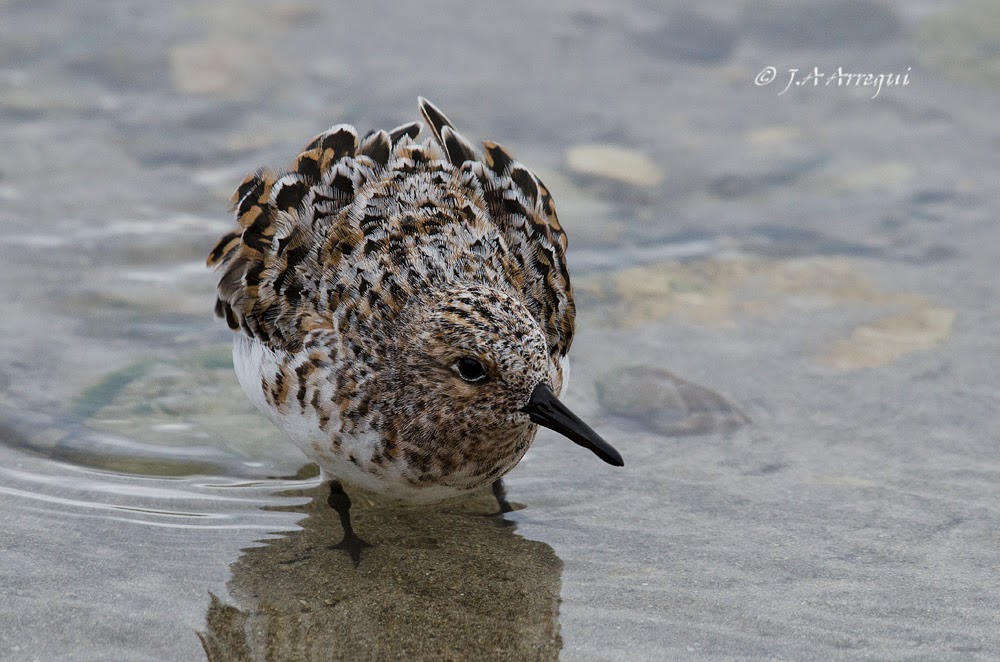 Correlimos tridactilo, Calidris alba, Sanderling Correlimos tridactilo, Calidris alba, Sanderling
