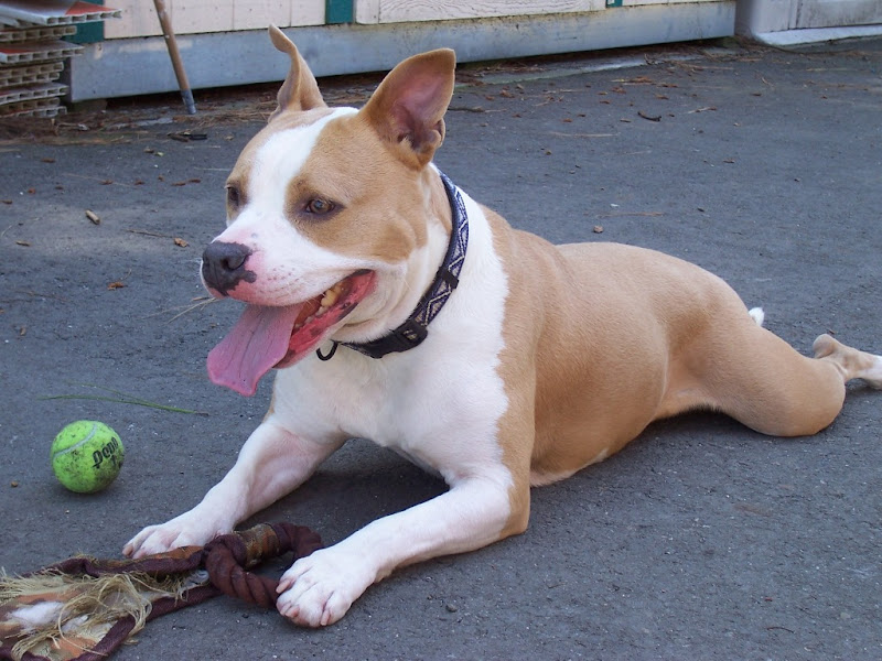 a little tan and white pit bull laying on pavement with his legs splayed playfully out to the sides, he has a couple chewed up toys in front of him, and his tongue is hanging out, looking happy and relaxed