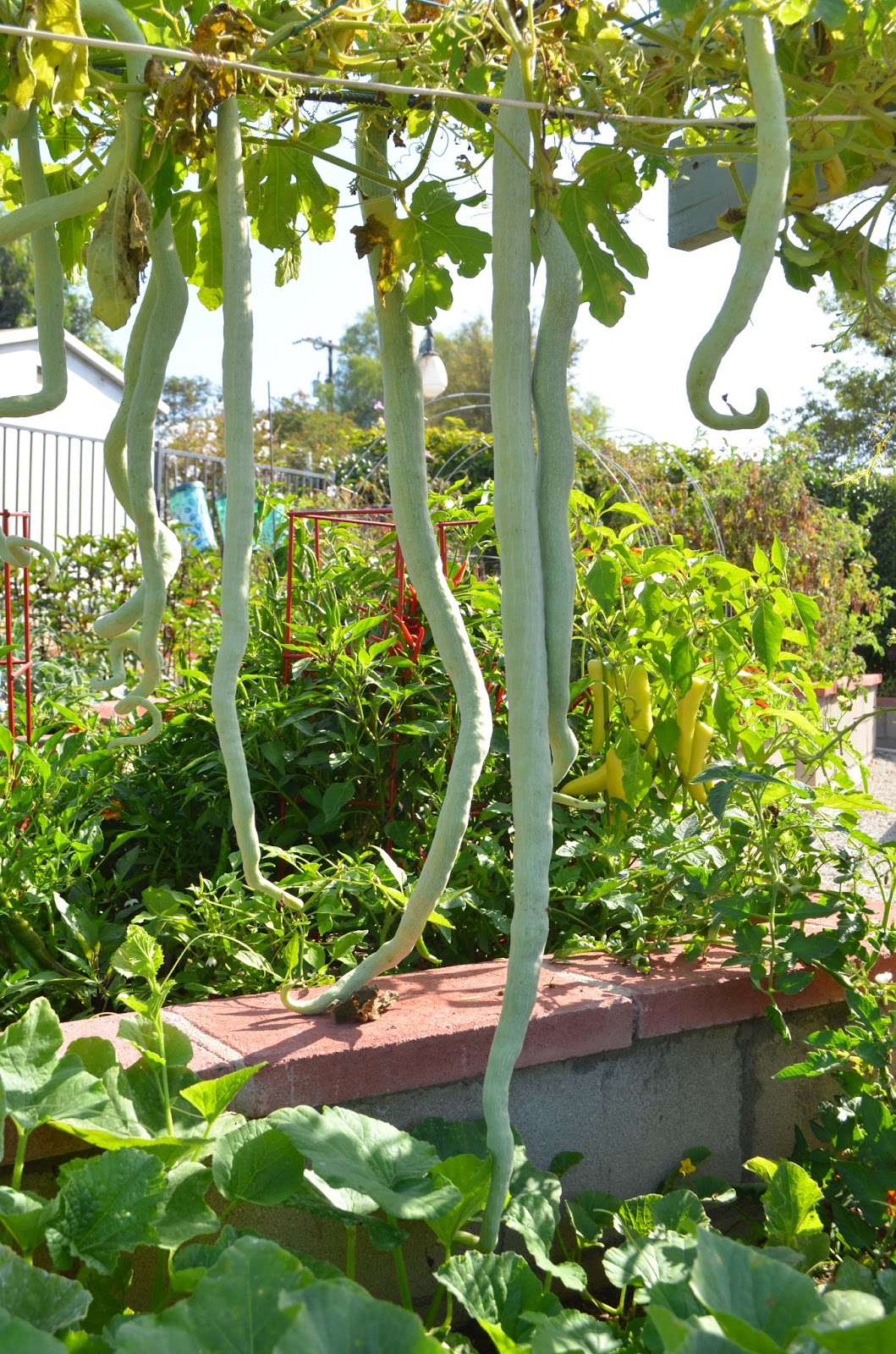 Entertaining From an Ethnic Indian Kitchen: Garden journal: Indian ...
