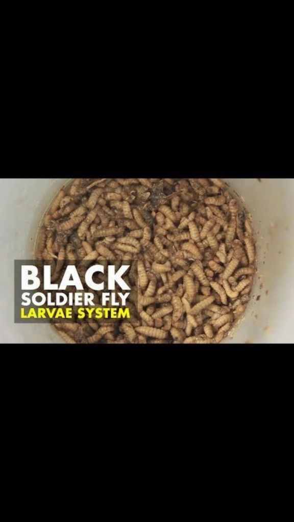 Celoteh Chek Da Black Soldier Fly Larvae