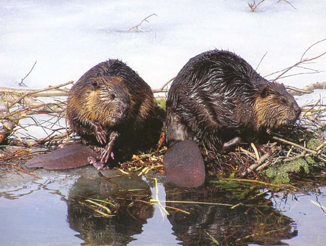 Beaver Animal Wildlife Beaver Animal Wildlife