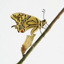 mariposa3.jpg