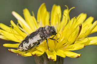 Para ampliar Acmaeodera pilosellae hacer clic